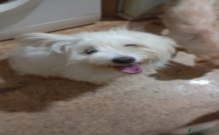 Maltese cani a Città metropolitana di Milano - Annuncio 17