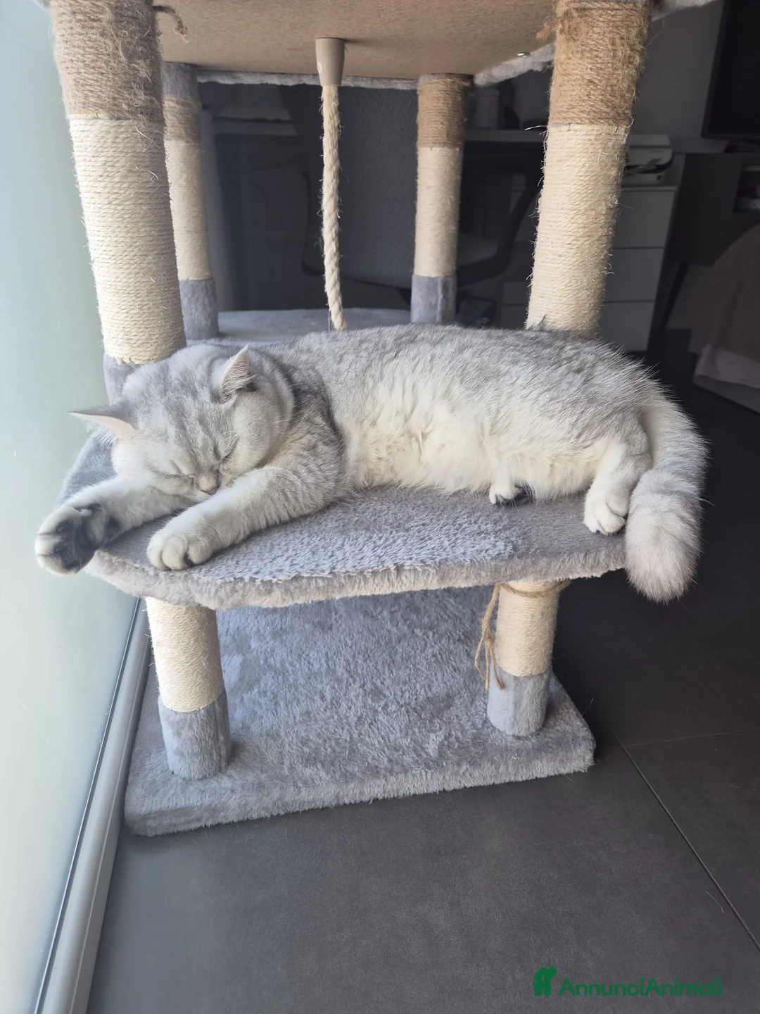 British gatti per accoppiamento: gattina cerca maschietto per accoppiamento  - Annuncio 2