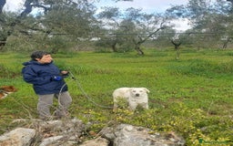 Meticcio cani in regalo: Ellen, un cane pronto a splendere a Città Metropolitana di Bari - Immagine 9