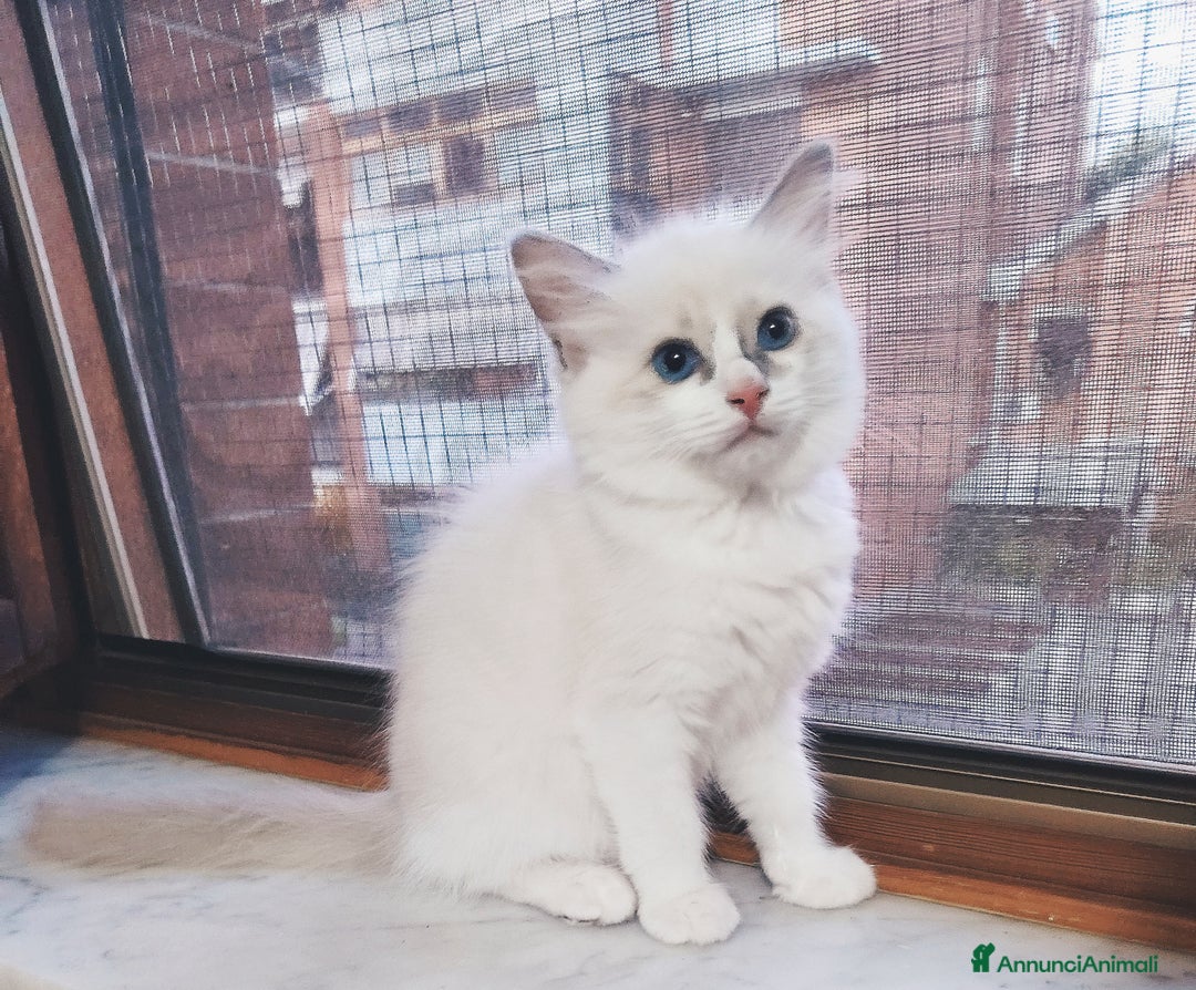 Ragdoll gatti in vendita: Cucciola Ragdoll con pedigree  a Città Metropolitana di Torino - Immagine 5
