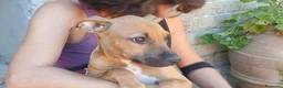 Meticcio cani in regalo: VICTOR HA BISOGNO DI UNA MAMMA E DI UN PAPA' - Annuncio 4