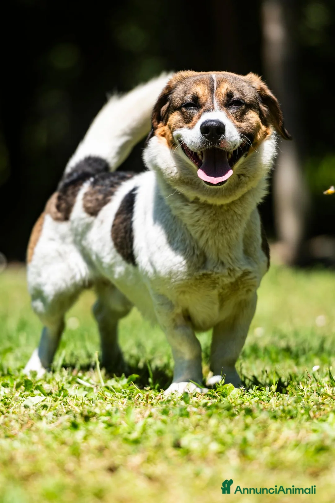 Meticcio cani in regalo: SONO MASTRO LINDO E VI RIEMPIRO' LA CASA DI AMORE - Annuncio 4