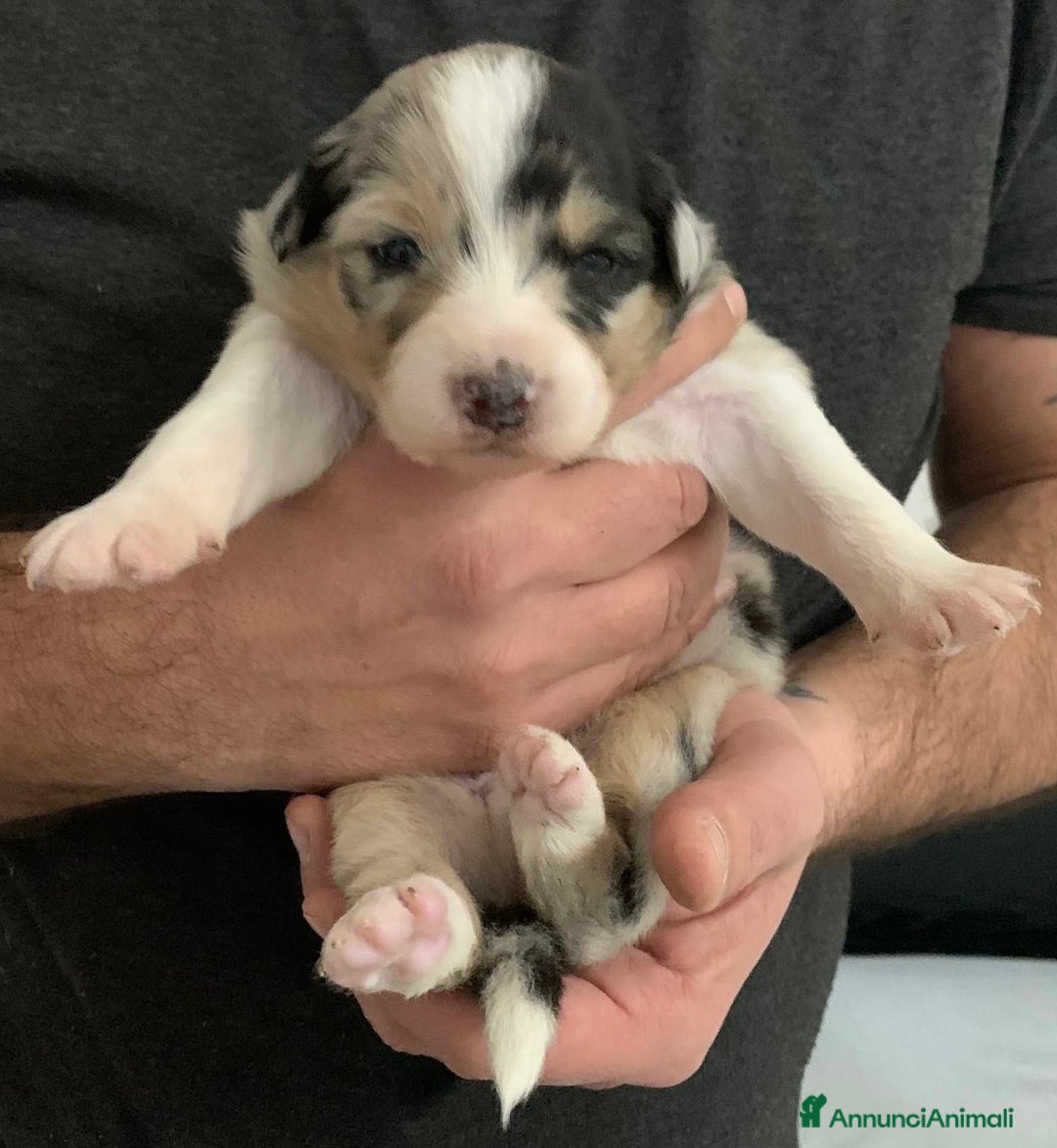 Australian Shepherd cani in vendita: Cuccioli di Pastore Australiano - Annuncio 8