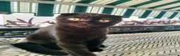 Scottish gatti in vendita: Gattini Scottish  - Annuncio 6