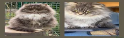 Siberiano gatti in vendita: CUCCIOLI SIBERIANO ALLEVAMENTO ANFI - Annuncio 4