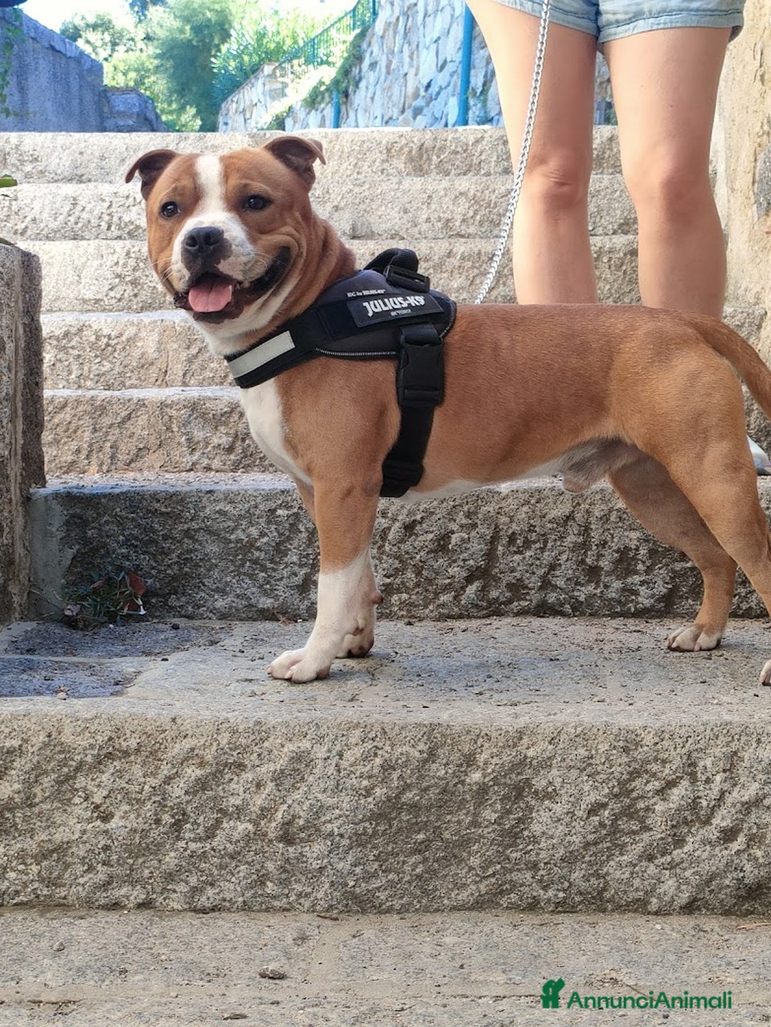 Staffordshire cani per accoppiamento: Offresi x Monta - Annuncio 2