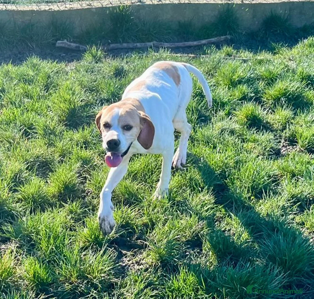 Pointer cani in regalo: AMANDA dolcissima! a Città Metropolitana di Torino - Annuncio 4