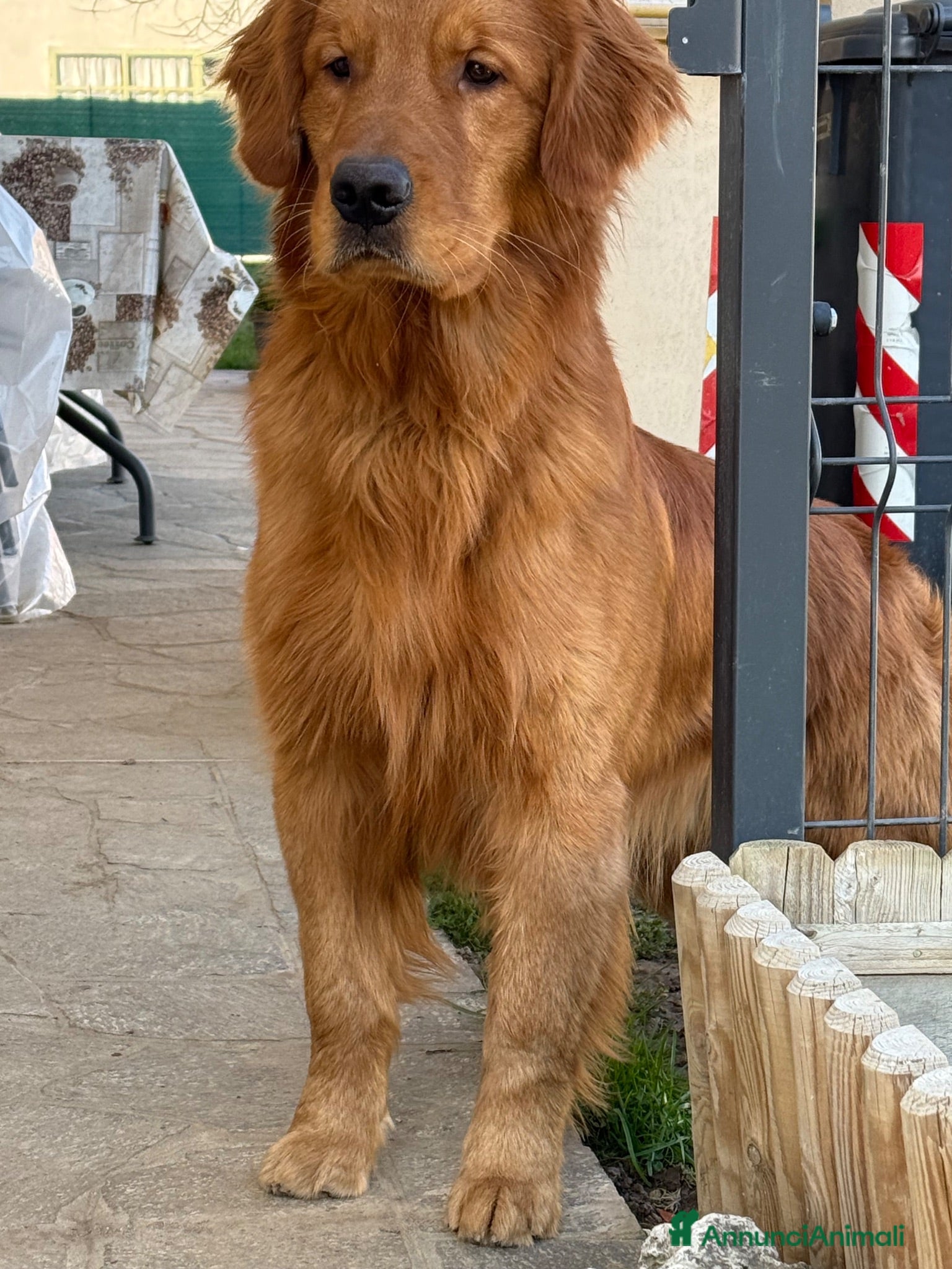 Golden Retriever cani Golden retriver per monta - Annuncio 5