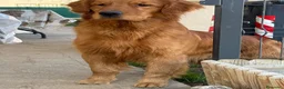 Golden Retriever cani per accoppiamento: Golden retriver per monta - Annuncio 1