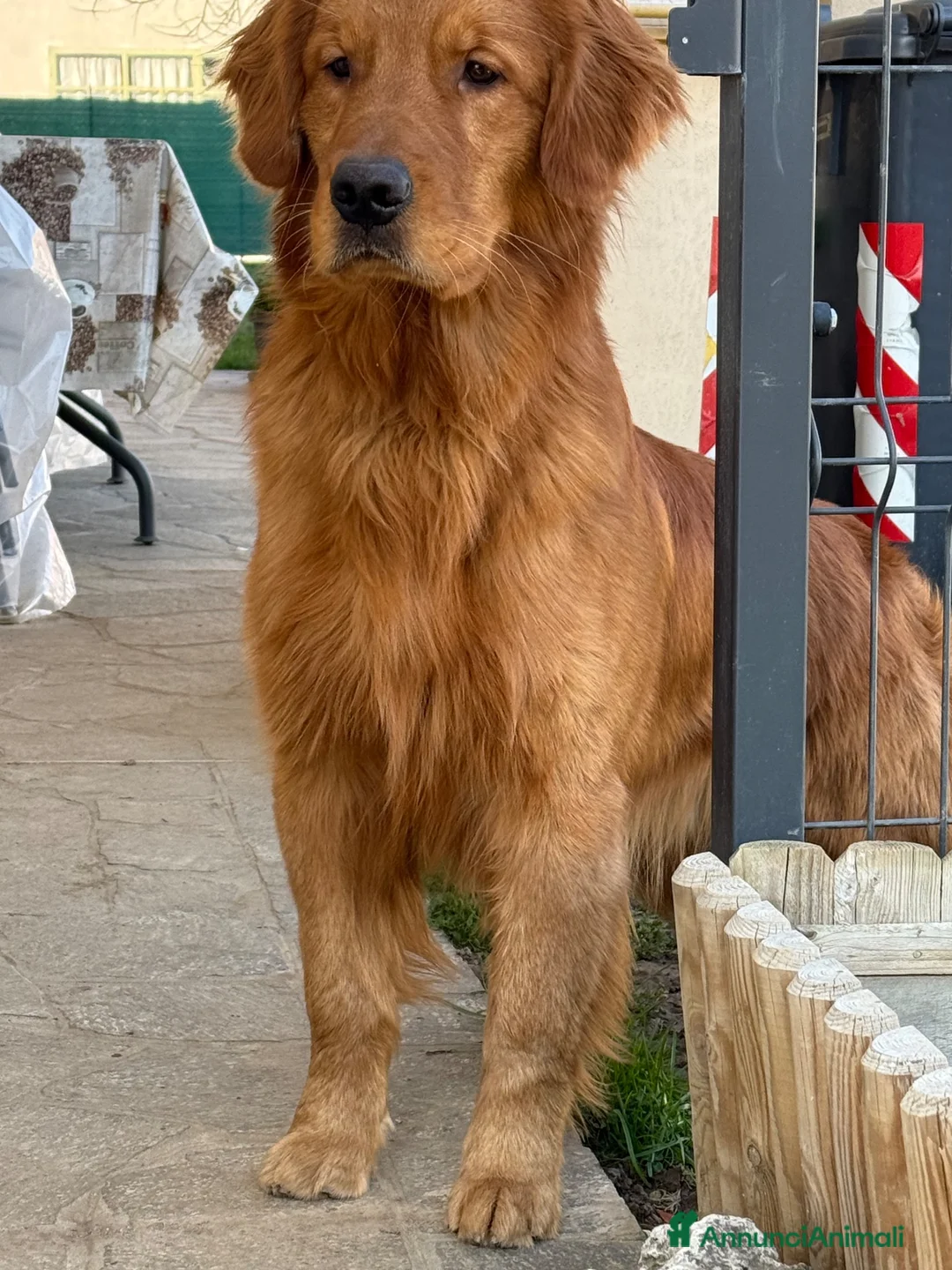 Golden Retriever cani per accoppiamento: Golden retriver per monta - Annuncio 1