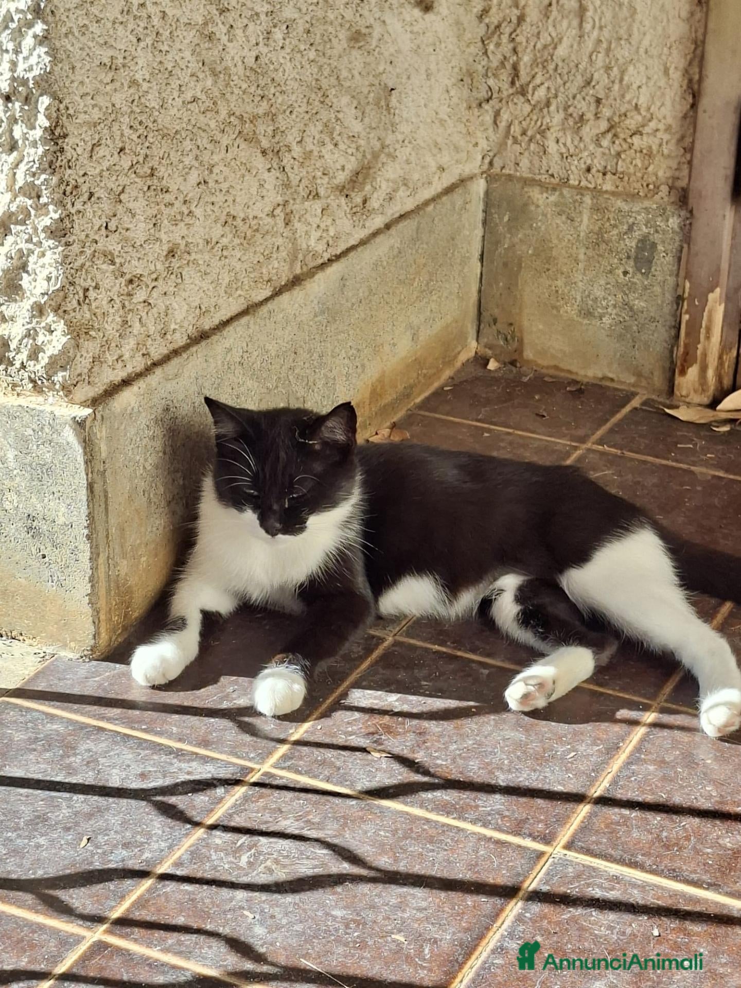 Meticcio gatti Regalo Gatta trovatella - Annuncio 6