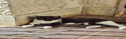 Meticcio gatti in regalo: Regalo Gatta trovatella - Annuncio 1
