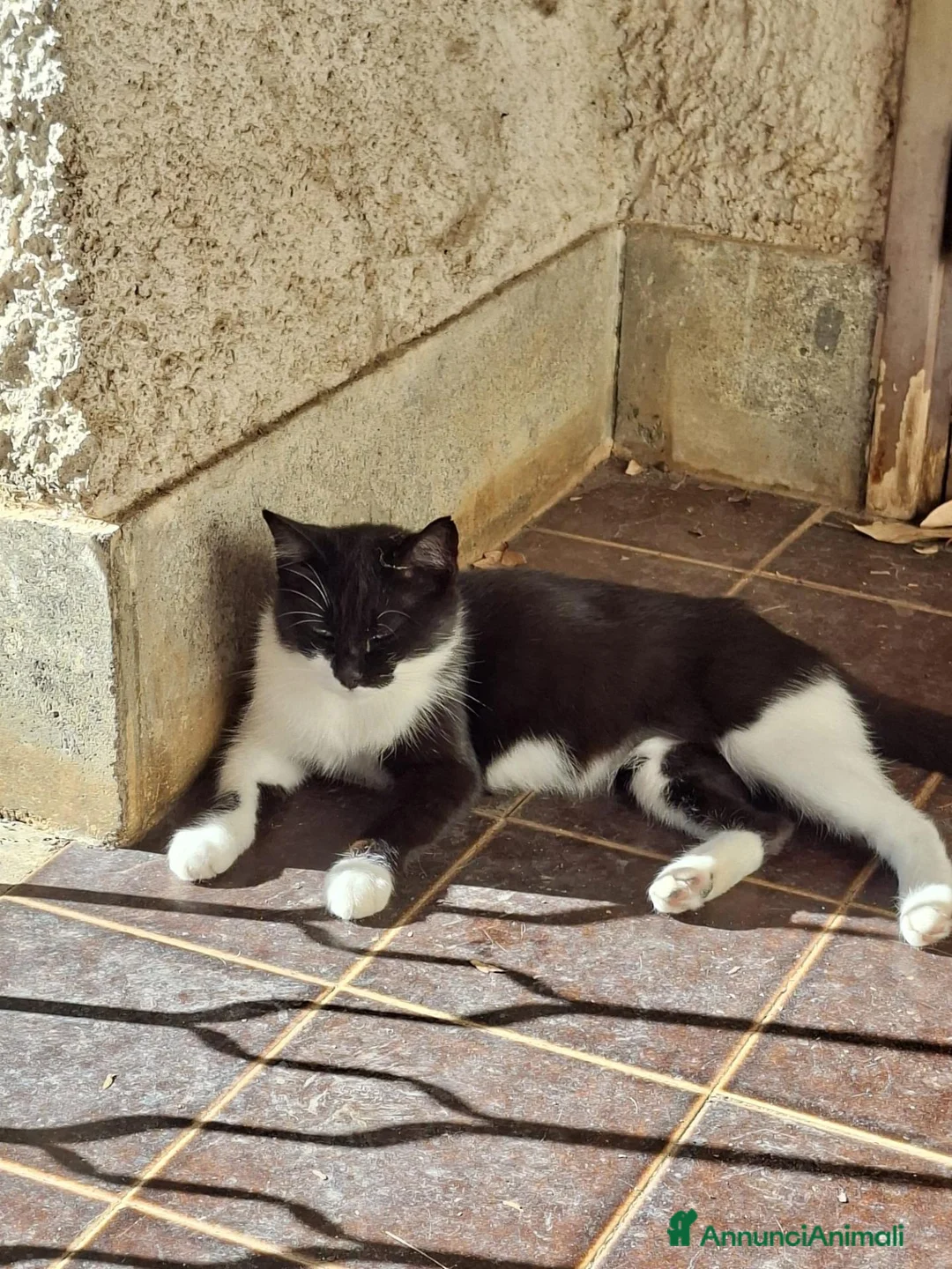 Meticcio gatti in regalo: Regalo Gatta trovatella - Annuncio 1
