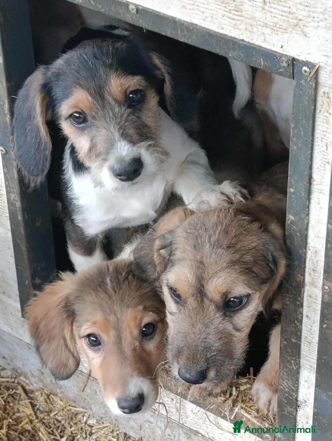 Meticcio cani in regalo: 3 CUCCIOLI ZAMPACORTA super dolci! - Annuncio 13
