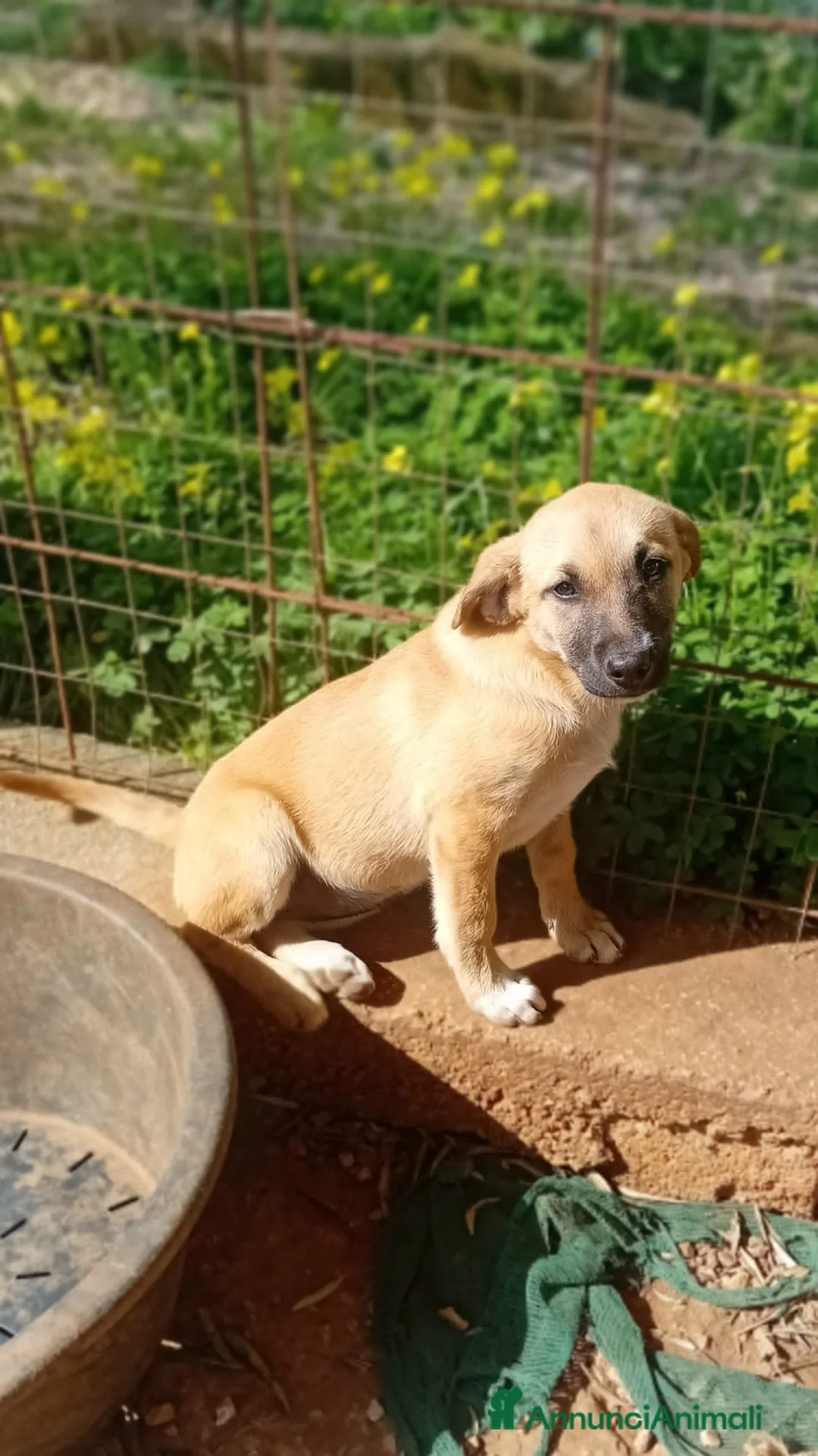 Meticcio cani in regalo: dante e bea - Annuncio 2