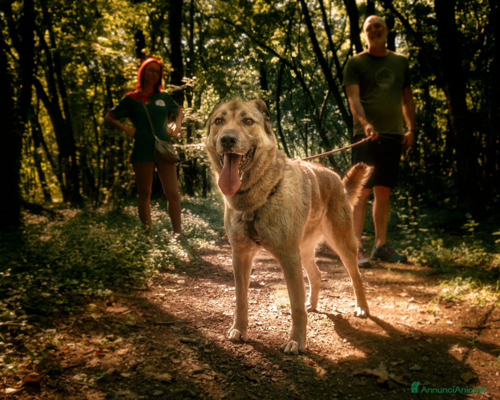 Meticcio cani in regalo: Whisky, un tenerissimo meticcio  - Annuncio 1