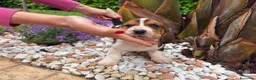 Bassethound cani in vendita: Cuccioli Bassethound - Annuncio 9