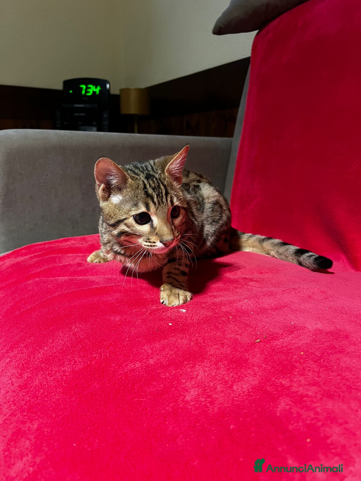 Bengala gatti CUCCIOLO E ADULTO DI BENGALA  - Annuncio 2