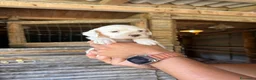 Setter Inglese cani in vendita: Cuccioli setter inglese  - Annuncio 6