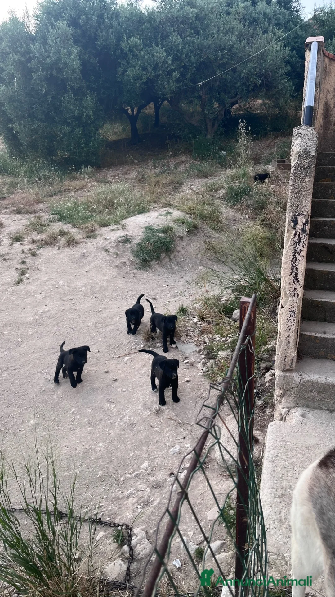 Meticcio cani in regalo: Cuccioli meticci - Annuncio 8