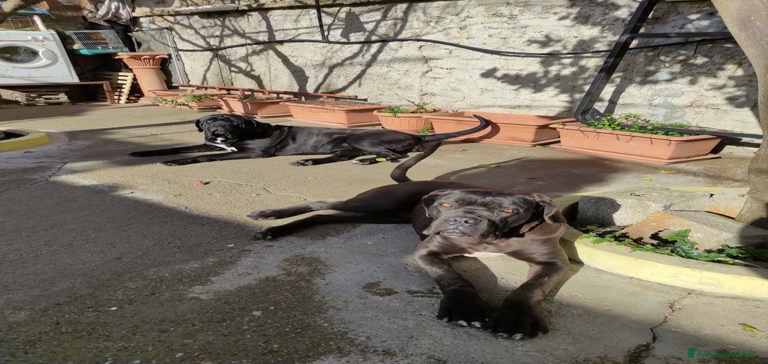 Immagine della galleria {{count}}