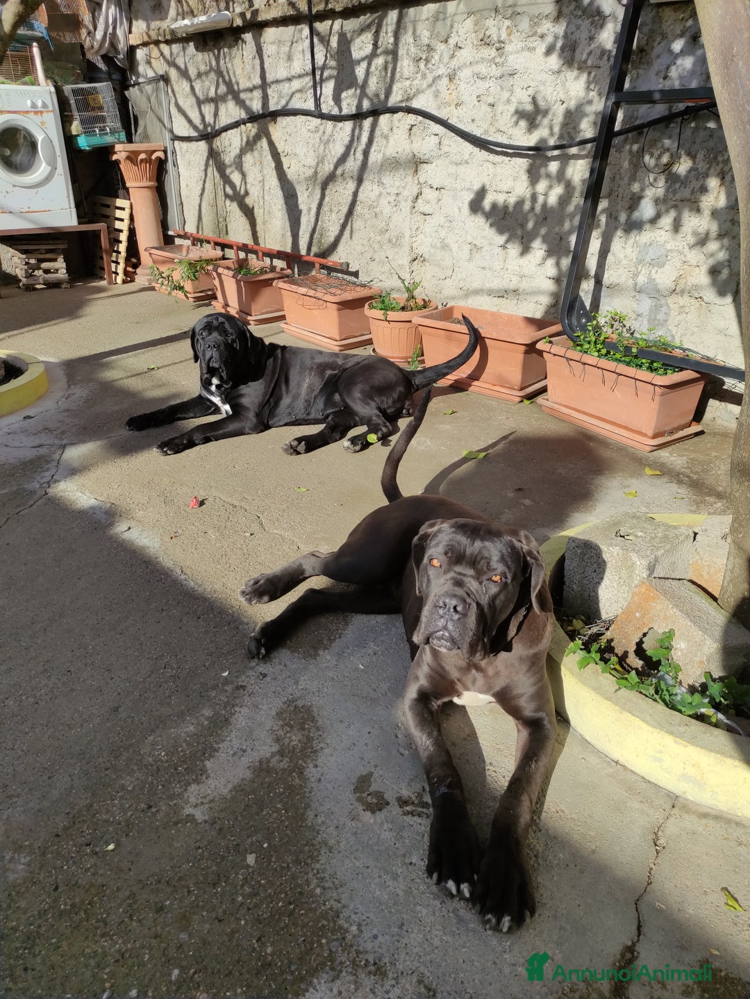 Immagine della galleria {{count}}