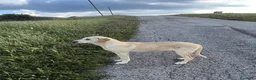 Meticcio cani in regalo: Hilary  - Annuncio 6