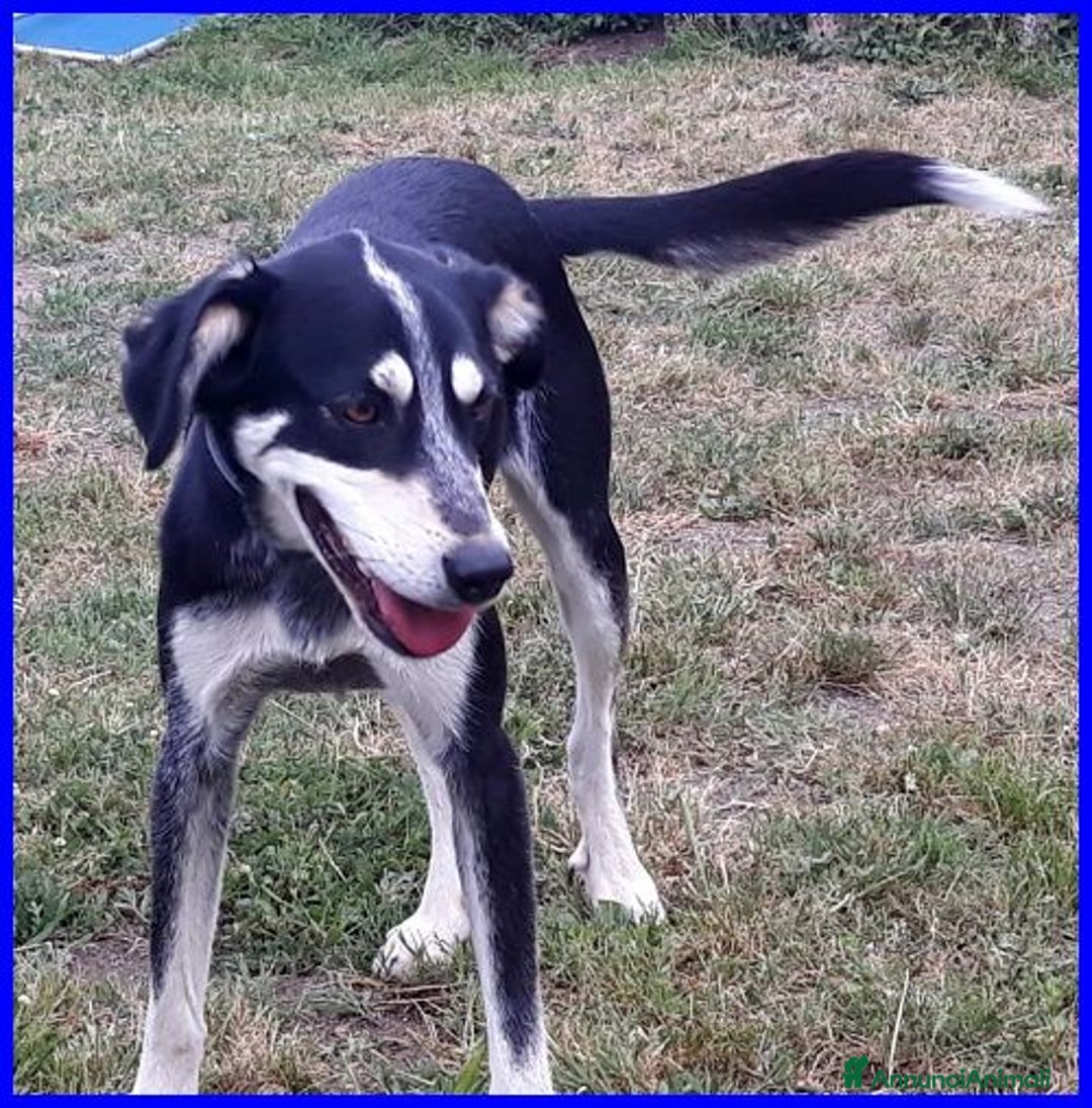 Meticcio cani in regalo: DUMBO sui 6anni buono anche coi gatti! tg media a Città metropolitana di Roma Capitale - Annuncio 5