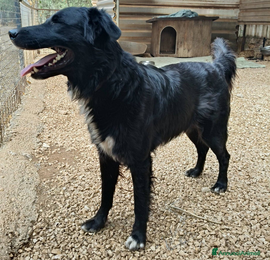 Meticcio cani in regalo: Sansone cagnolino speciale adatto a tutti - Annuncio 9