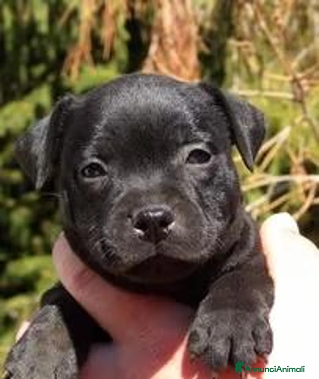 Staffordshire cani in vendita: Cuccioli Staffordshire bull terrier - Annuncio 1