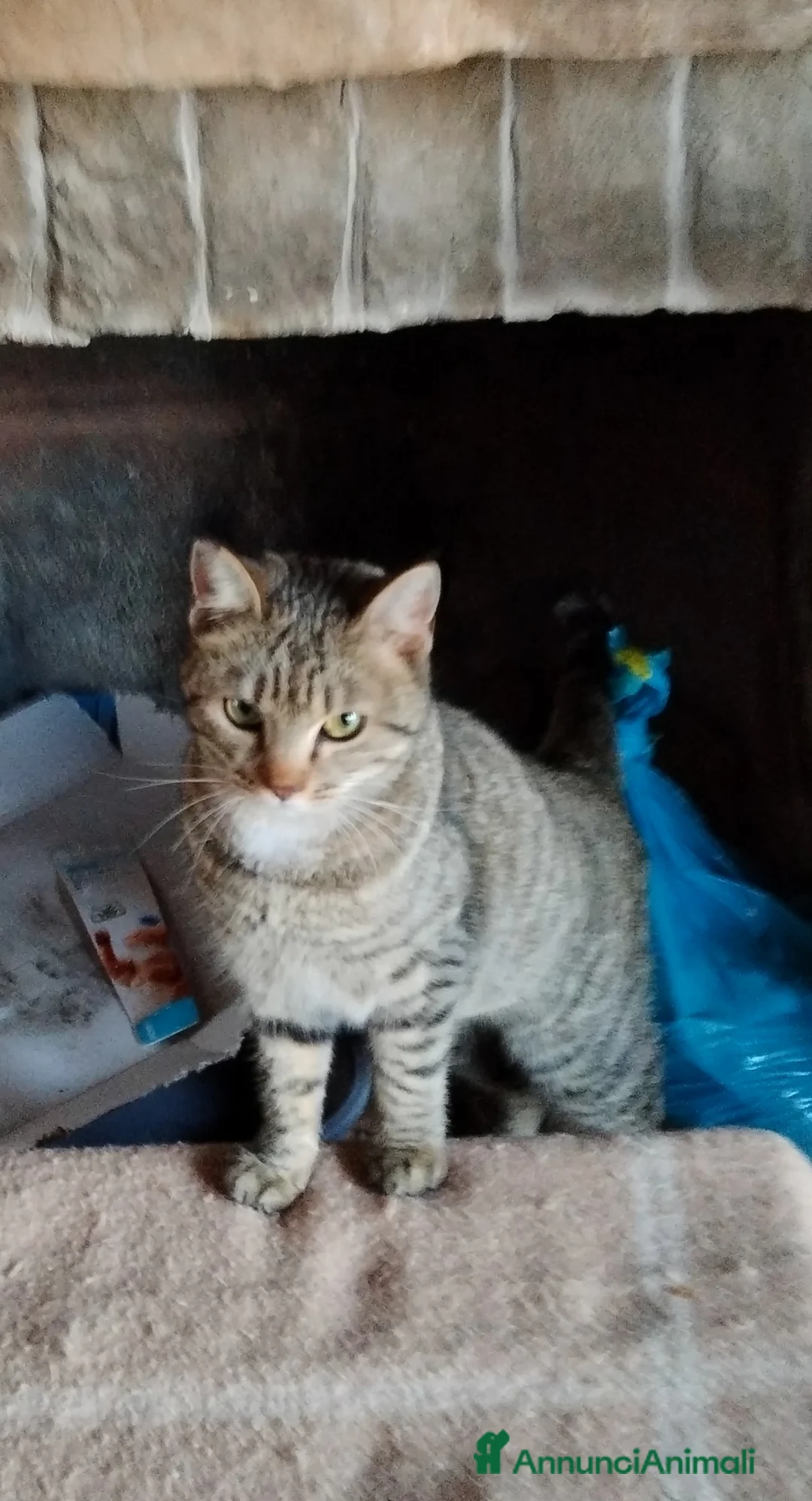 Europeo gatti in regalo: Adottate Virginia, elemosina coccole a Città metropolitana di Milano - Annuncio 8