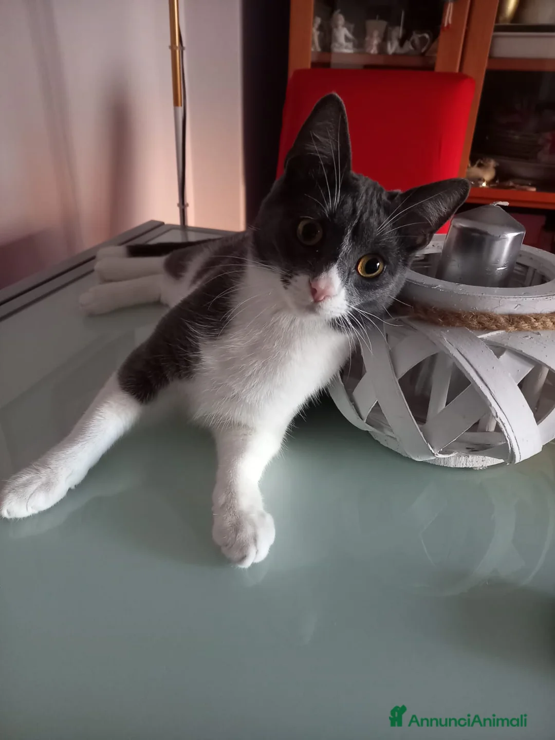 Meticcio gatti in regalo: GATTO DOLCISSIMO  - Annuncio 4