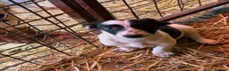 Meticcio cani in regalo: FLORIA e FANA, sorelline a macchioline! TG PICCOLA - Annuncio 8