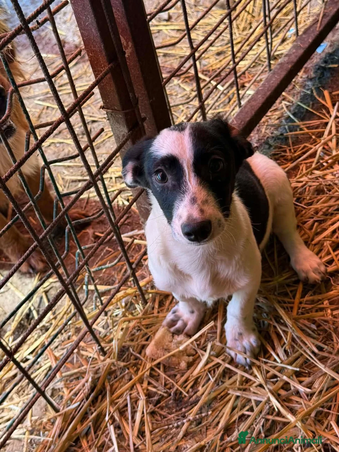 Meticcio cani in regalo: FLORIA e FANA, sorelline a macchioline! TG PICCOLA - Annuncio 8