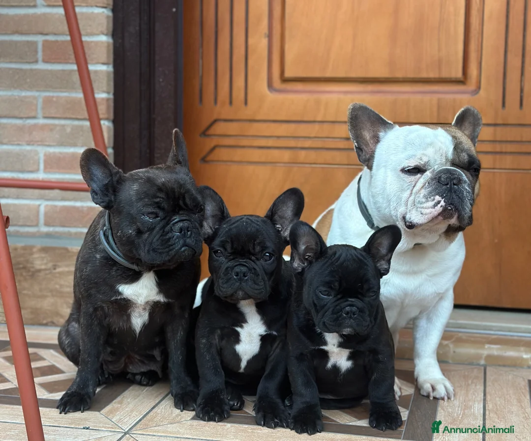 Bulldog Francese cani in vendita: Bulldog francesi  a Provincia di Foggia - Annuncio 2