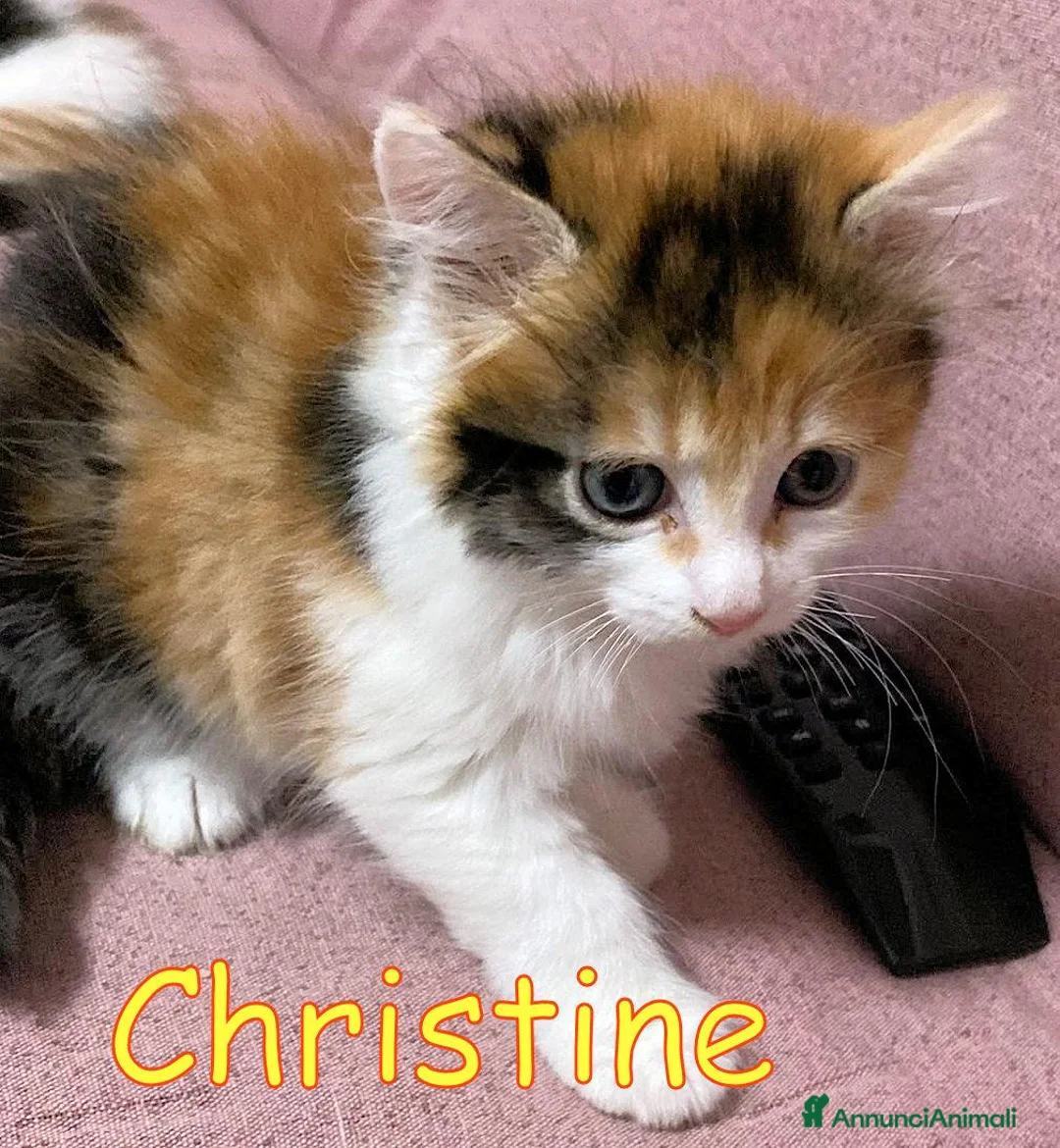 Europeo gatti in regalo: CHRISTINE   GATTINA PELO LUNGO  - Annuncio 2