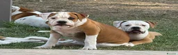 Bulldog cani in vendita: Cucciolo American bulldog  - Annuncio 4
