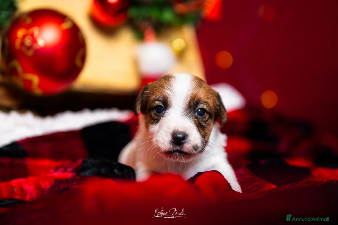 Jack Russell cani in vendita: Jack russell terrier  - Annuncio 6