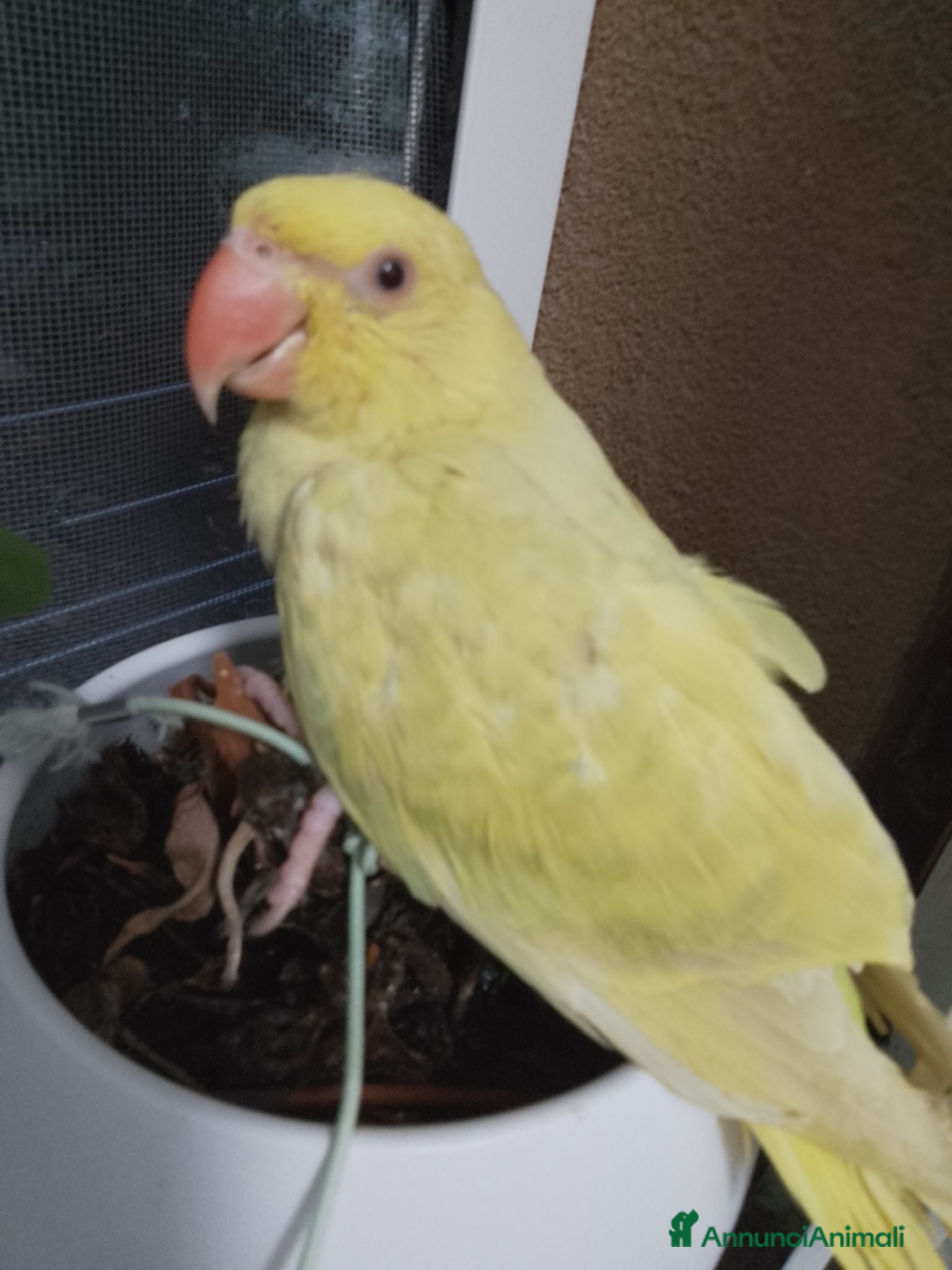 Meticcio cani Parrochetto dal collare  - Annuncio 4