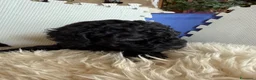Barboncino cani in vendita: Barboncini nani - Annuncio 6