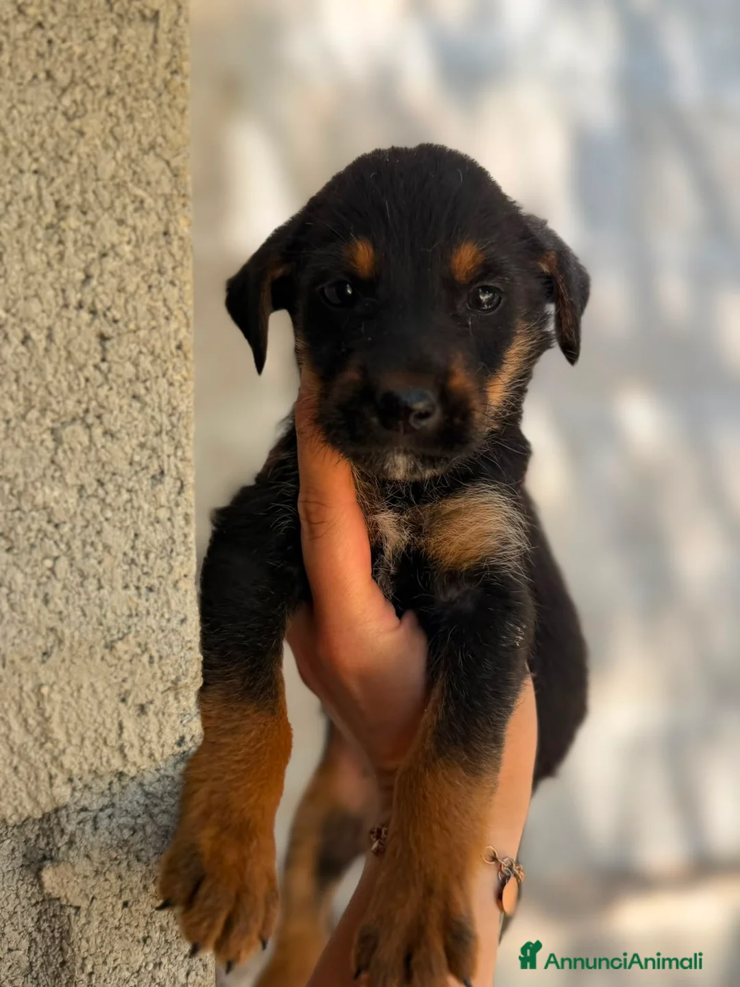Meticcio cani in regalo: Taglia piccola alla riscossa - Annuncio 2