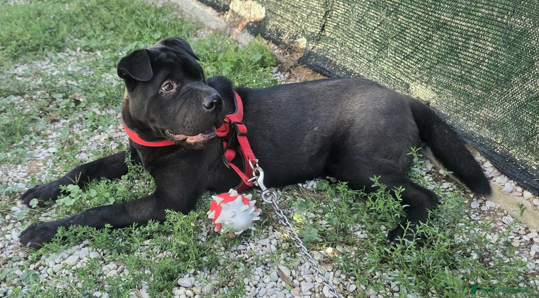 Shar Pei cani in regalo: Puma sharpei di 9 mesi - Annuncio 2