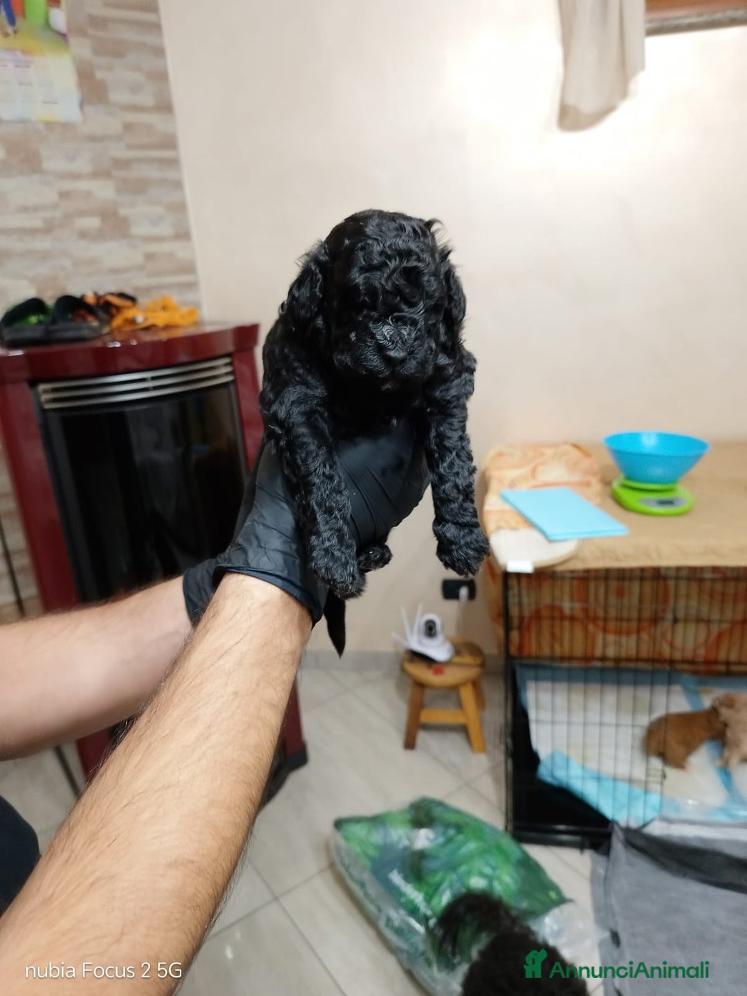 Barboncino cani in vendita: Barboncini nani - Annuncio 4