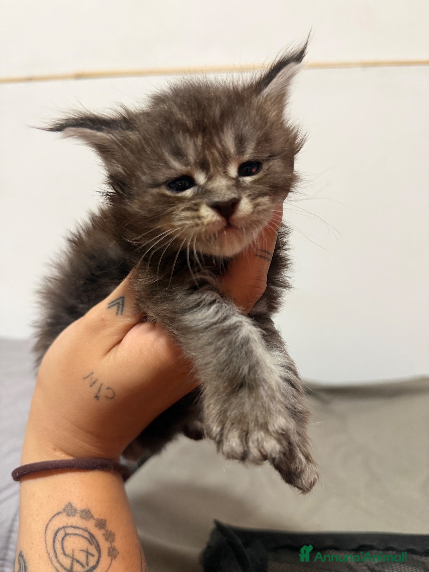 Maine Coon gatti Maine coon con pedigree - Annuncio 30