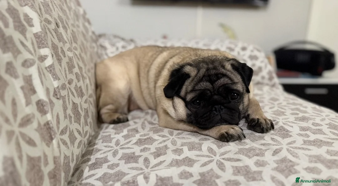 Meticcio cani in vendita: Vendo Carlino a Città metropolitana di Milano - Annuncio 2