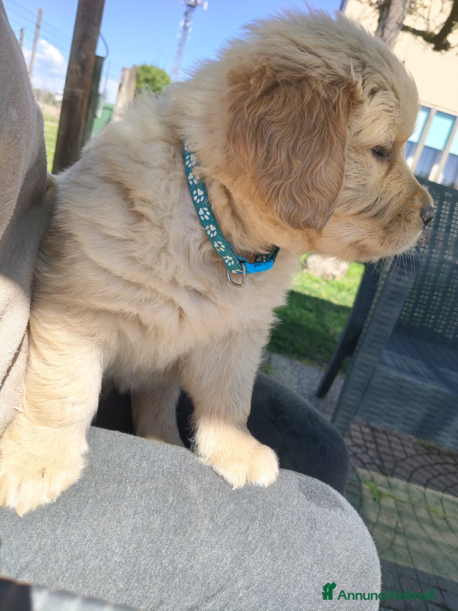 Golden Retriever cani Cuccioli Golden retriever 90% linea americana - Annuncio 2