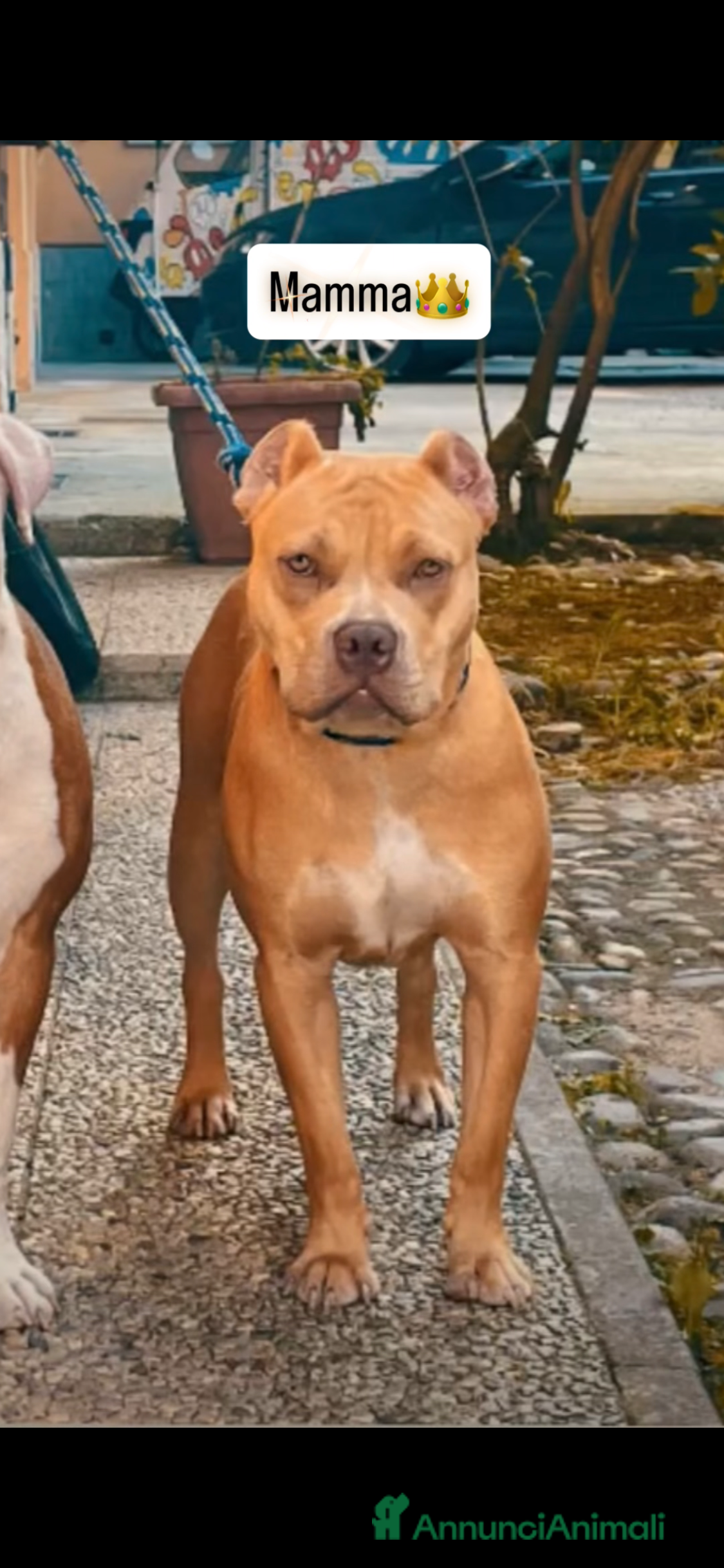 Pitbull cani Cuccioli di pitbull - Annuncio 5