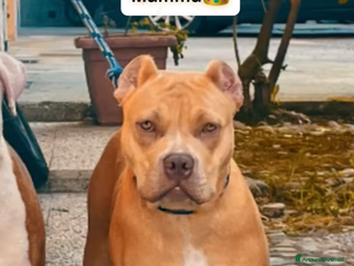 Pitbull cani Cuccioli di pitbull - Annuncio 8