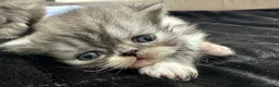Persiano gatti in vendita: Cuccioli persiani - Annuncio 6