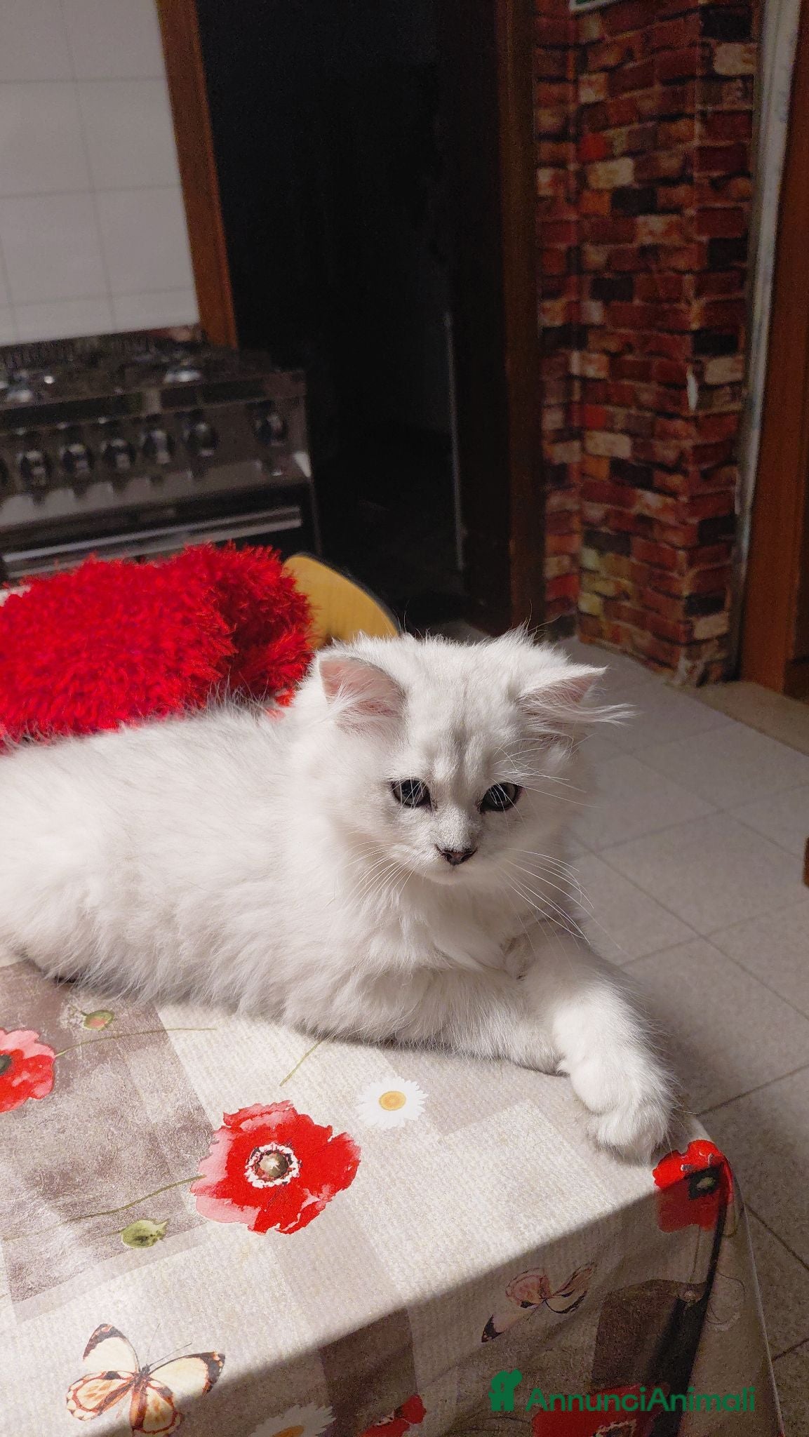 Persiano gatti PERSIANO  CHINCHILLA- SILVER - Annuncio 32